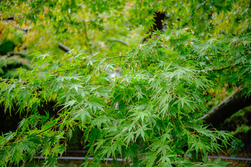 キラキラ光り輝く雨水に濡れた森林の木々　さわやかな森の木の葉新緑の光　自然・季節のの背景　アウトドア・太陽の日差し・洗濯のイメージ	