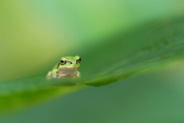 滑らかな背景ちょこんと可愛い葉の上の一匹のアマガエル