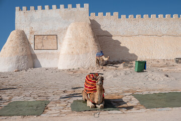 Un dromadaire devant la Kasbah d'Agadir Oufella dans l'ancienne médina de la ville d'Agadir au Maroc