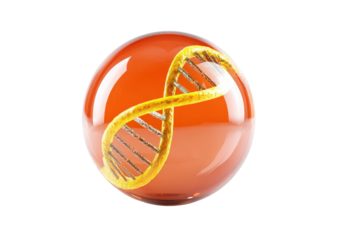 DNA helix swirls within a shiny, orange sphere