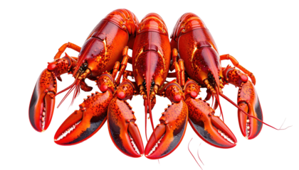 Three bright red lobsters posed closely together