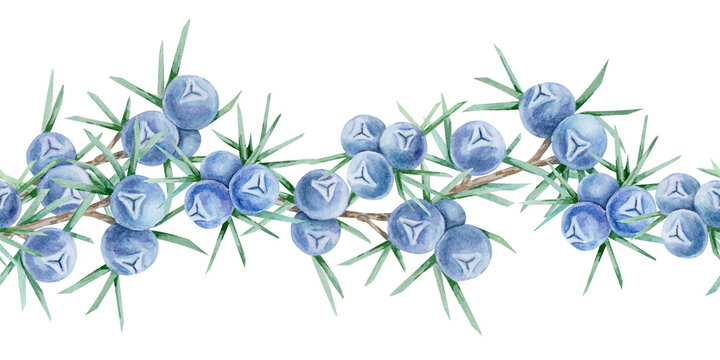 Blue juniper berry clusters with needle leaves painted in repeating horizontal seamless border, hand drawn watercolor illustration. Suitable for invitations, packaging, trims, posters and stationery.