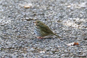 A Olive-backed Pipit searching for food on the sidewalk