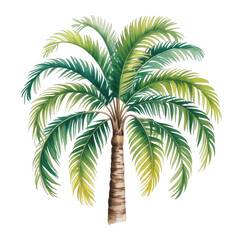 Watercolor palm tree illustration tropical exotic plant with green leaves isolated on white background