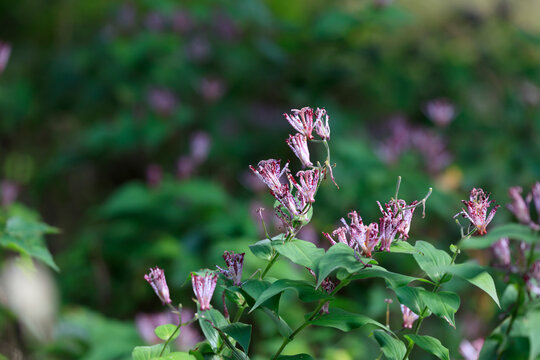 Liliaceae flowers just before blooming