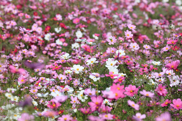 Flower garden of the cosmos