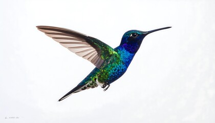 Obraz premium Multi-colored hummingbird hovering gracefully, isolated bright white. 