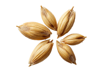 Six barley kernels arranged in floral pattern