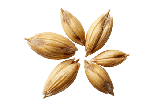 Six barley kernels arranged in floral pattern
