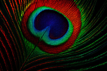 Obraz premium Vibrant Peacock Feather Close-Up: A Symphony of Iridescent Colors and Textures