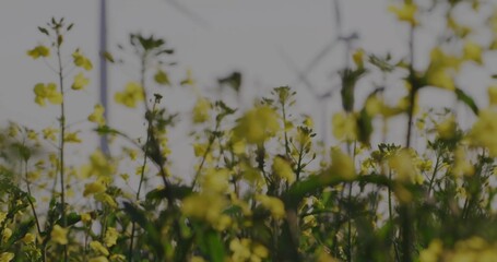 Showing low-angle cluster of yellow wildflowers swaying at meadow edge, with green stems and posts