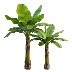 Two lush banana trees with large green leaves on a black background