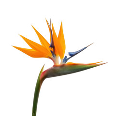 Vibrant bird of paradise flower against a stark black background