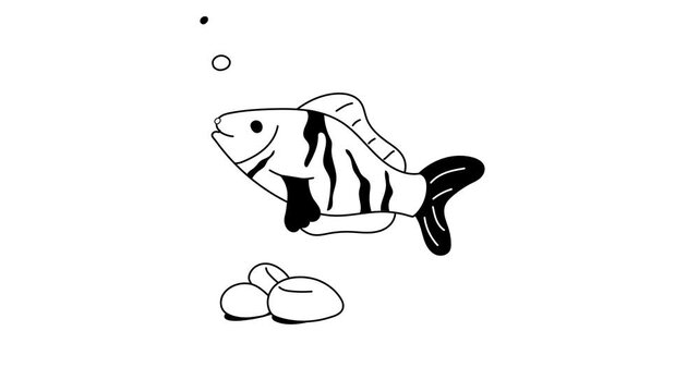 A striped tiger fish swimming underwater with small rocks and bubbles