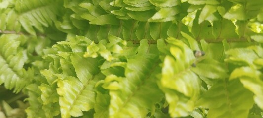 Green meadow landscape featuring delicate leaf structure and moist textures under gentle sunlight close up leaves texture forest floor photography