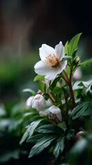 Hellebore blooms gracefully in a lush garden setting during early spring season
