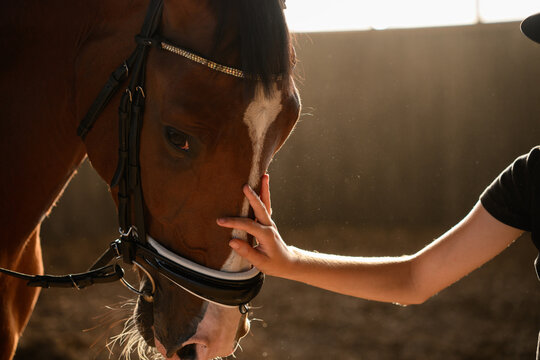 Close-up of gentle touch of horse and groom. Woman gently strokes horse, showing care and intimacy. Groom soothes bridled bay horse. Love of horses and hobby.