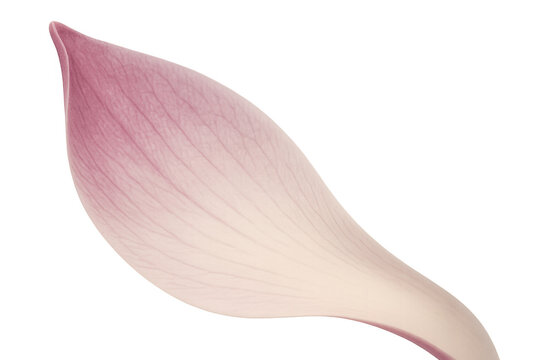 Delicate pink lotus petal with subtle veins, symbolizing purity, beauty, and tranquility on a transparent background