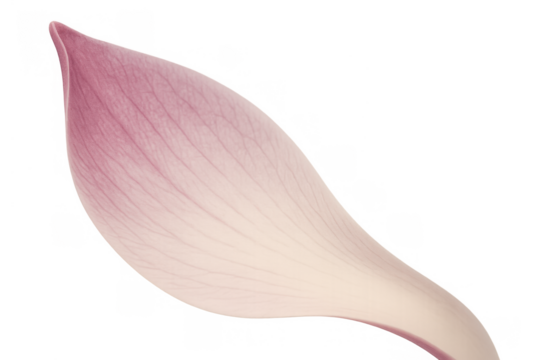 Delicate pink lotus petal with subtle veins, symbolizing purity, beauty, and tranquility on a transparent background