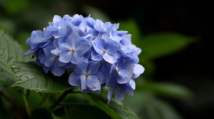 Beautiful blue hydrangeas blooming in a lush garden setting during early morning hours