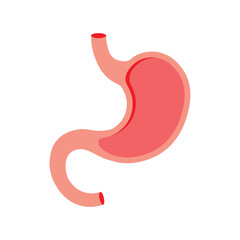 Fototapeta premium Stomach