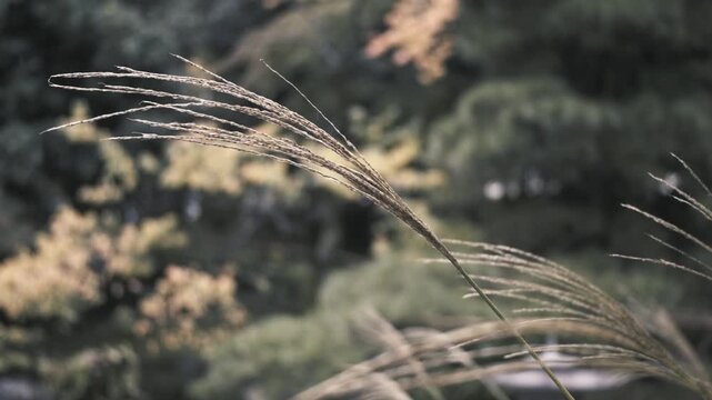 風に揺れる冬の雑草　季節の背景