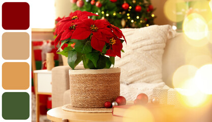 Christmas flower poinsettia with balls, book and cocoa on table in living room