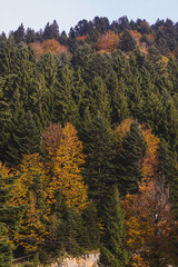 Autumn forest on Lake Shaori, Racha, Georgia.