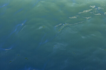 Calm blue water with gentle ripples reflecting sunlight in an outdoor setting during the day
