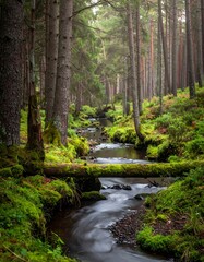 Obraz premium Lush forest scene with flowing stream and mossy banks
