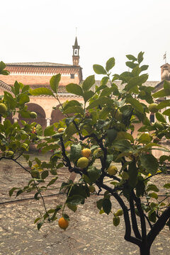 Primo piano di una pianta di limoni bagnati dalla pioggia autunnale con alle spalle il monastero benedettino di Santa Maria Assunta di Praglia 