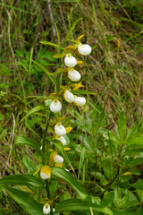 California lady's slipper orchid (Cypripedium californicum), flower stalk with multiple flowers in natural habitat, Northern California