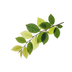 Obraz premium Black Leather Fashion Boots with Subtle Textures Displayed Against a Clean White Studio Background Optimized for E-commerce Presentation