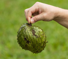 A person is holding a green fruit with a pointed end