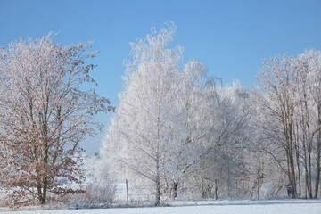 Fototapeta premium Winter landscape with snow covered trees and a clear blue sky