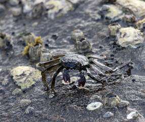 A crab is walking on a muddy beach