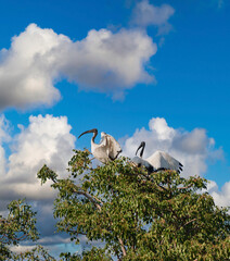 African sacred ibis ,Threskiornis aethiopicus, a species of wading bird native to Africa.