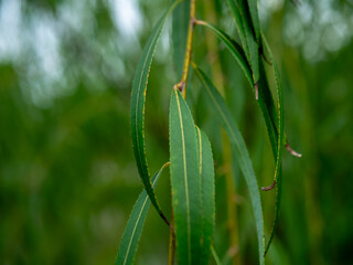 Weeping Willow Leaves Hanging Over Water Natural Green Foliage Background Peaceful Scene