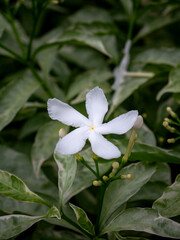 White Jasmine Flowers Blooming on Green Leaves Bush Fragrant Tropical Garden Plant