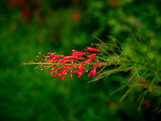 Fototapeta premium Red Russelia Equisetiformis Firecracker Plant Tubular Flowers Blooming on Green Background Bokeh