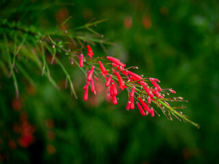 Fototapeta premium Red Russelia Equisetiformis Firecracker Plant Tubular Flowers Blooming on Green Background Bokeh