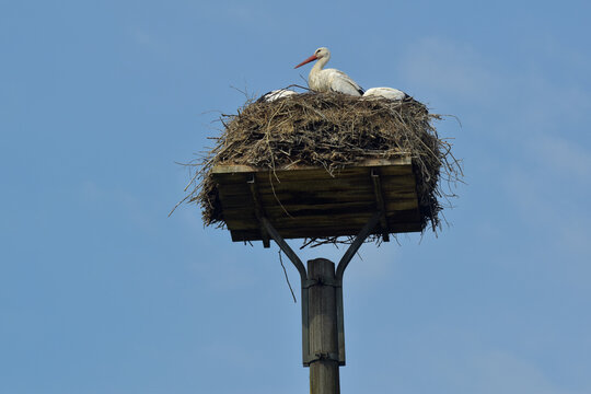 brooding white storks 