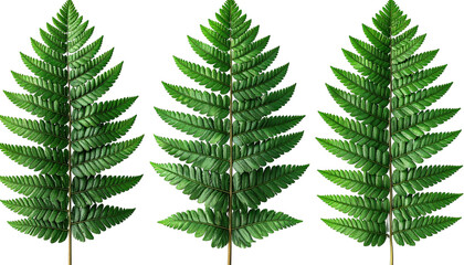 Three ferns aligned, green leaves against black backdrop