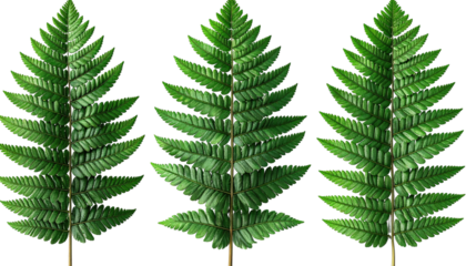 Three ferns aligned, green leaves against black backdrop