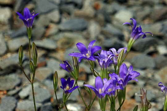 Brodiaea elegans