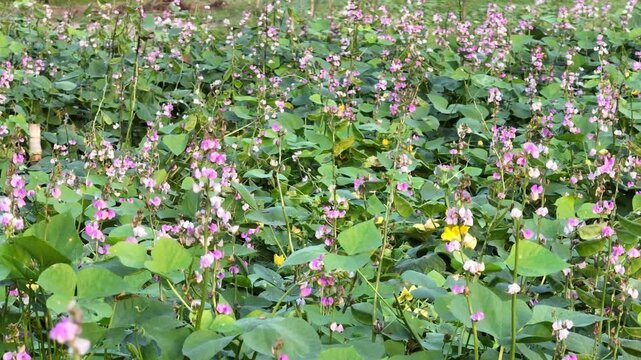 Close-Up of Hyacinth Bean Blossoms in Rural Vegetable Farm - Sunlit Field of Blooming Hyacinth Bean Flowers