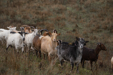 Group of wild goats grazing in a natural landscape with earthy tones and soft lighting during daytime