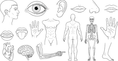 Human Anatomy Man, Skeleton, Heart, Brain, Eye, Hand, Foot Outlines on Transparent