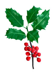 Ilex Holly isolated on transparent background PNG cut out