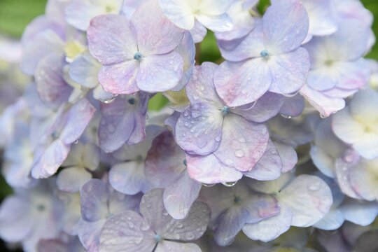 A delicate and romantic macro close-up of soft, pastel lavender and light blue hydrangea flowers, their petals covered in glistening water droplets from morning dew or a gentle rain.